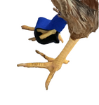 Close-up of a bird's leg wearing a blue and black Birdy Bootie (Made in USA), showcasing its role in bird health.