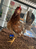 A brown chicken with a red comb is standing on a textured surface inside a black metal cage. The chicken has a blue band on its right leg and is wearing a Birdy Bootie (Made in USA), which acts as a protective shoe for birds to aid in bumblefoot treatment.