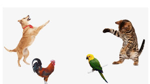 Bird Products Collection