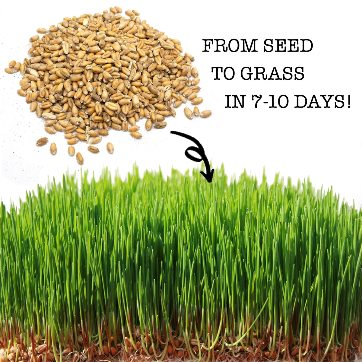 Premium Wheat Seeds for Sprouting Fodder (Wheat Grass) -- Grown In Missouri To Encourage Positive Behaviors
