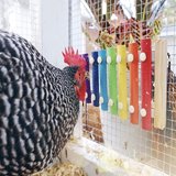 Chicken playing xylophone toy in coop. Colorful wooden xylophone toy for chicken enrichment.