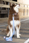 Crazy K Farm Blue Sky Orchid Waterproof Dog Collar: Stylish, durable, secure dog collar with a quick-release buckle.