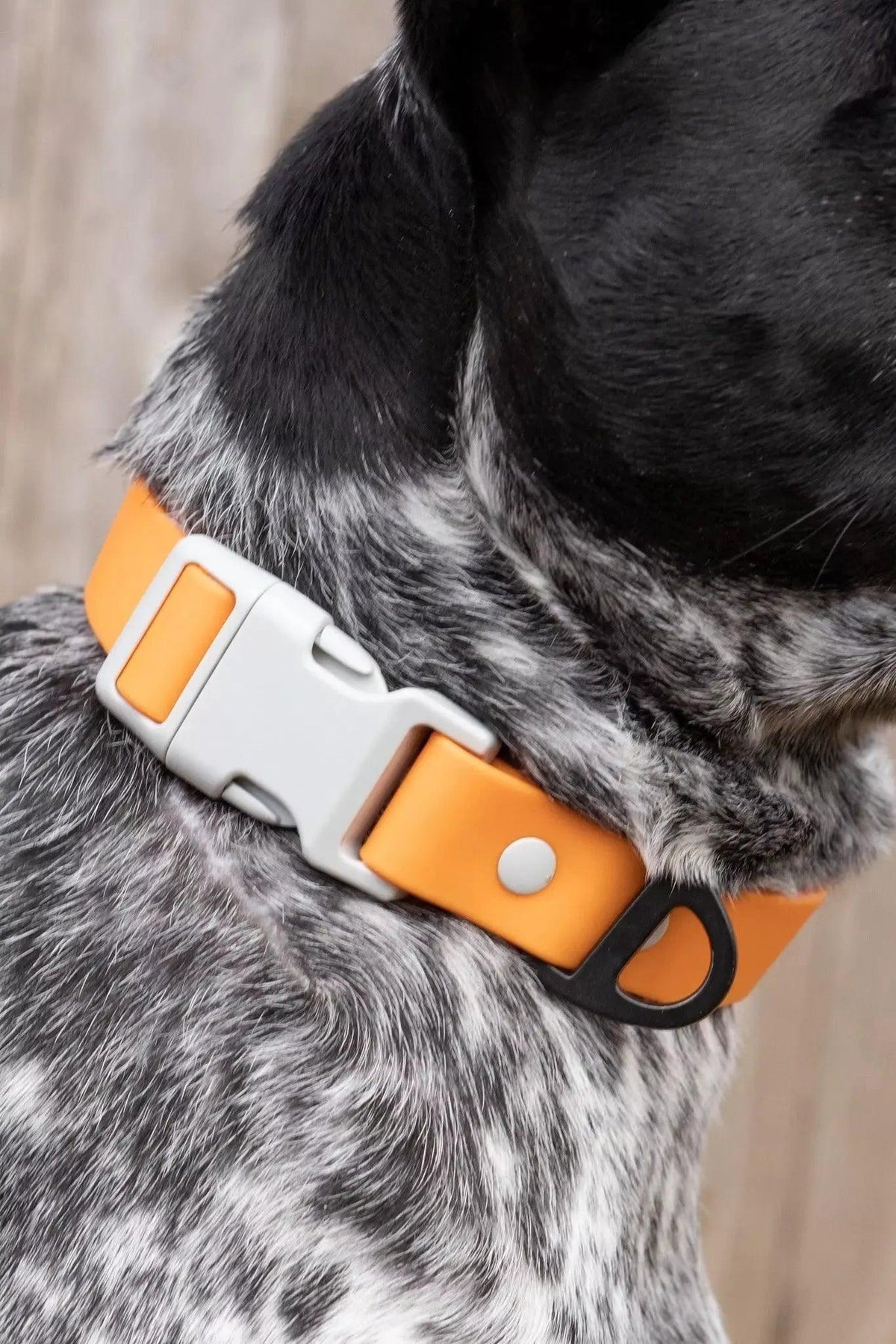 Aria the Fox Crimson Glow Waterproof Dog Collar