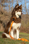 Dog wearing ARIA THE FOX Crimson Glow Waterproof Leash from Crazy K Farm Pet & Poultry. Durable orange dog leash, waterproof and easy clean.