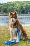 ARIA THE FOX Dockside Adventures Waterproof Dog Leash - Brown Alaskan Malamute with Blue Leash for Outdoor Adventures.