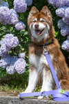 Brown Husky with Lavender Waterproof Leash & Purple Flowers | Crazy K Farm Pet and Poultry Dog Accessories