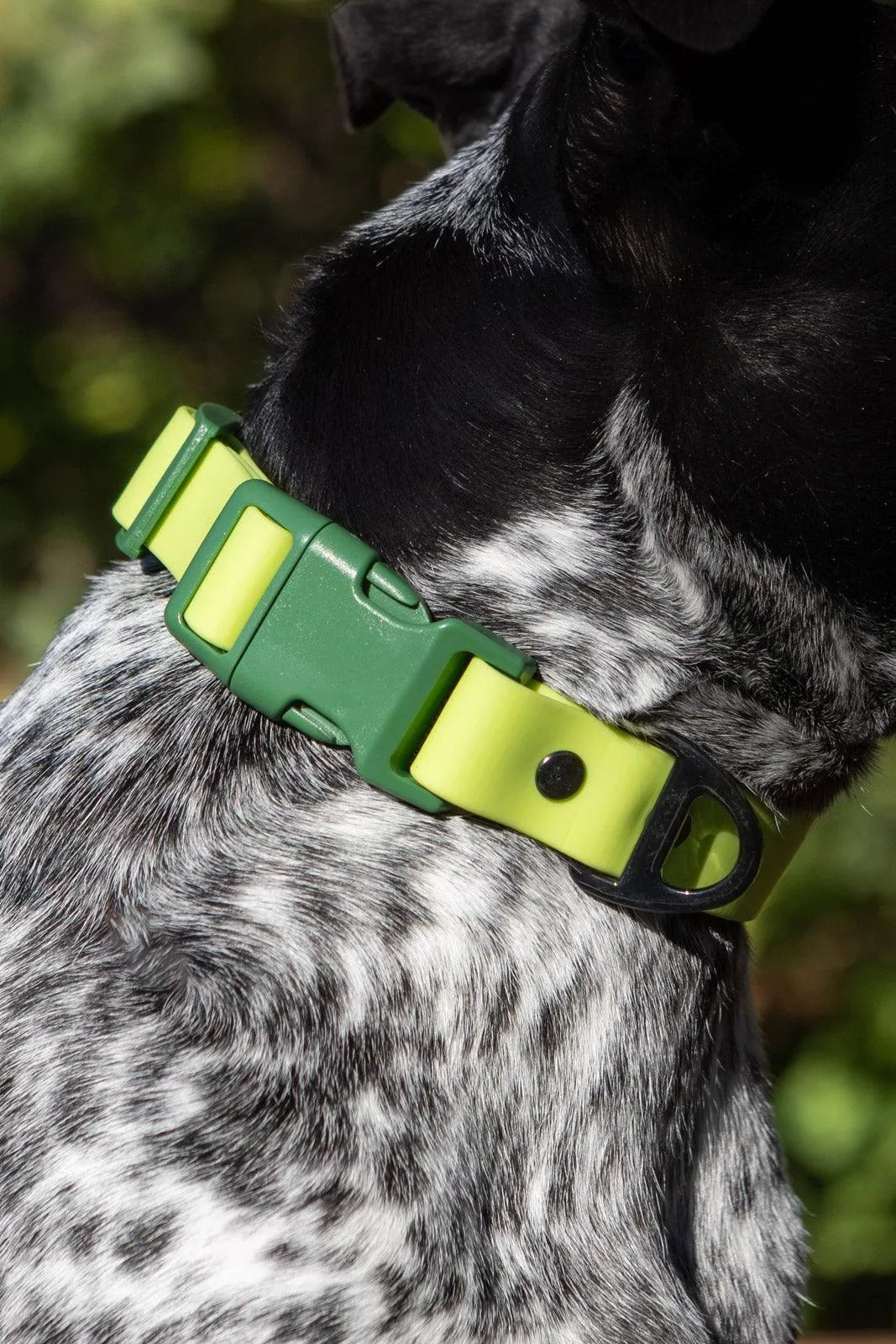Aria the Fox Mossy Pine Waterproof Dog Collar