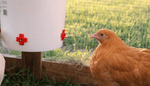 Automatic Chicken Waterer (2 Gallon) - Chicken Waterer