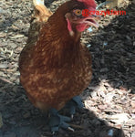A chicken wearing a pair of Clearance Birdy Booties (Made in USA) SECONDS on the ground.