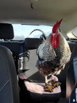A rooster with injured feet standing in the back seat of a car, wearing a Clearance Birdy Bootie (Made in USA) - SECONDS.