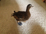A duck with injured feet is standing on a Clearance Birdy Bootie (Made in USA) - SECONDS in a living room.