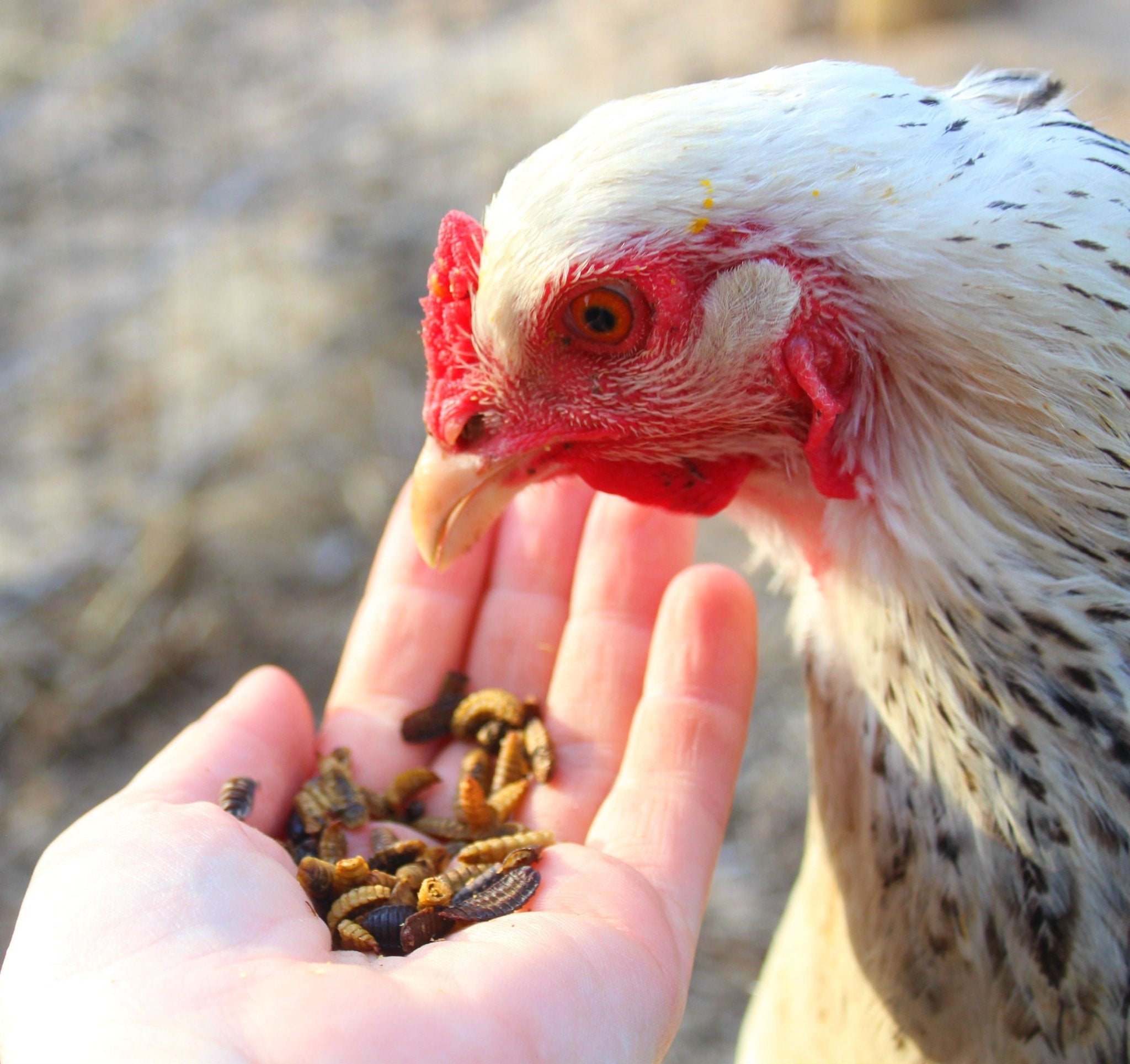 Black Soldier Fly Larvae (From NORTH AMERICA!!) -- LoveBugs For Hens (TM)