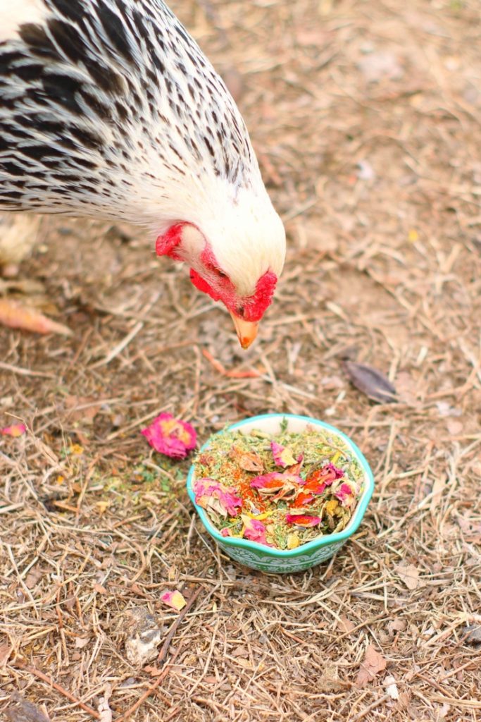 Chicken eating WormBGone Nesting Herbs from Crazy K Farm. Herbal blend for backyard chickens' healthier coops.