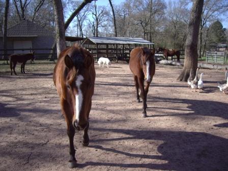 Circle of Friends - Sanctuary Support