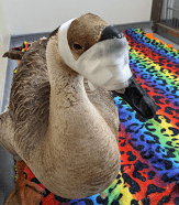 Circle of Friends - Sanctuary Support