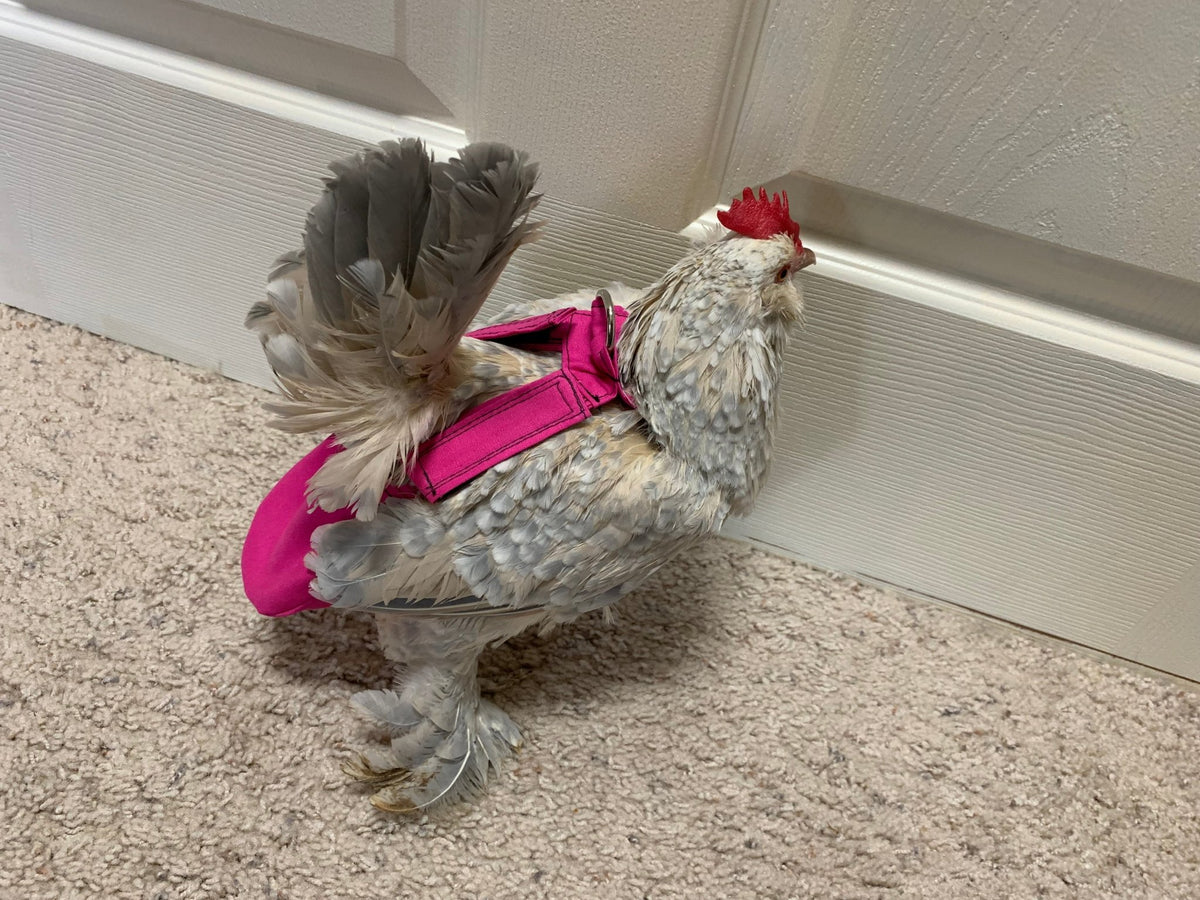 CLEARANCE Hen Holster Bikini Bird Diaper/Harness with Removable Liners