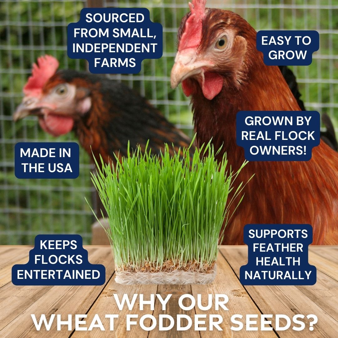Wheat Fodder Seeds: Grow Your Own Chicken Feed! Healthy, Entertained Flocks. Sourced from US farms.