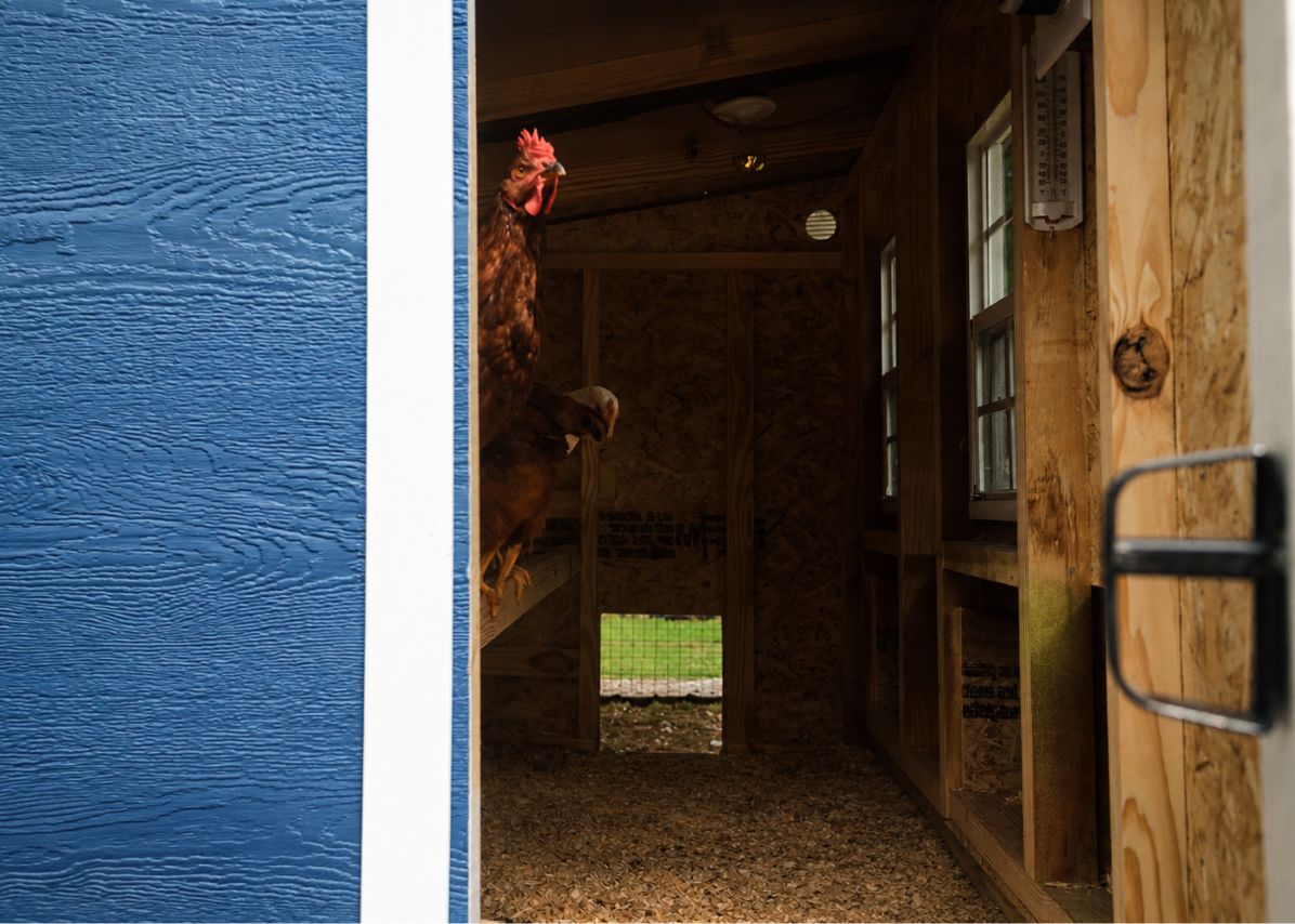 Large Chicken Coop - Up to 15 Chickens - Chicken Coops