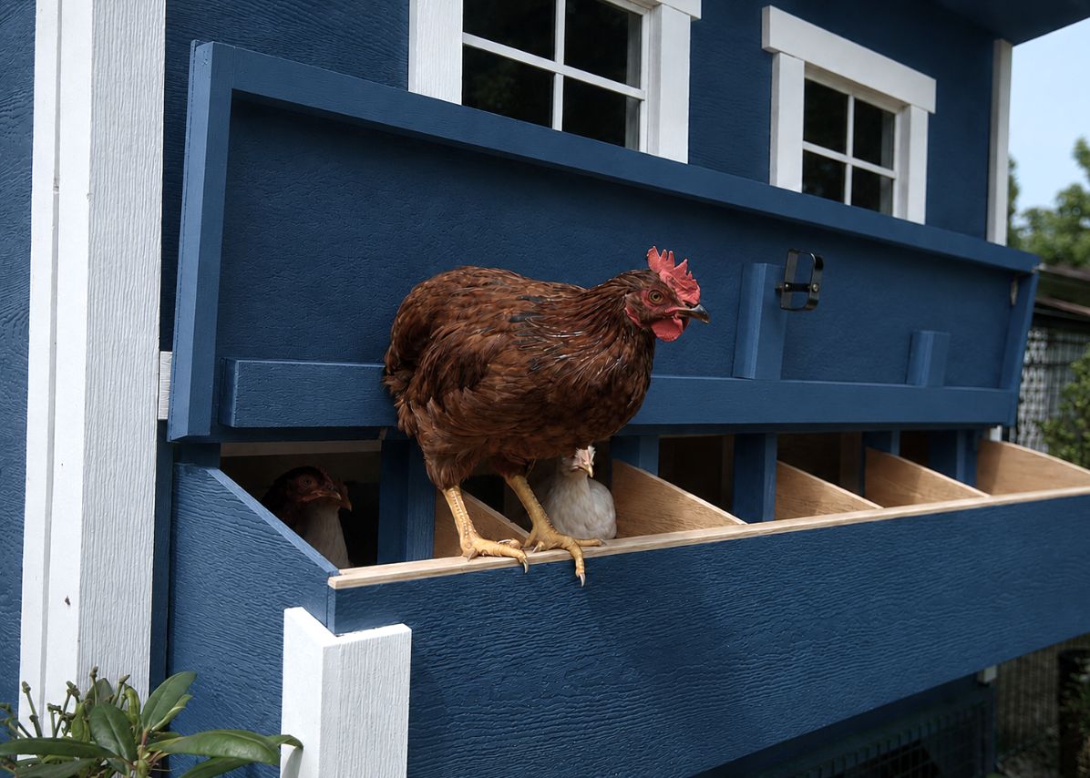 Large Chicken Coop - Up to 15 Chickens - Chicken Coops