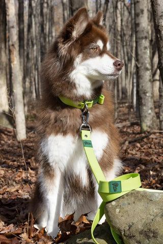 Mossy Pine Waterproof Dog Leash - Husky in Nature - Durable Hiking Leash by Crazy K Farm Pet & Poultry