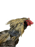 Rooster Saver Volume-Reducing Crow Collar (Made in USA) - Chicken harness