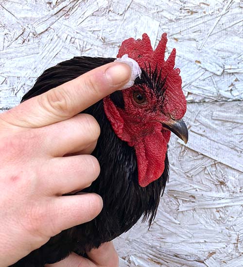 Chicken getting Saveacomb applied to its comb for winter care | Crazy K Farm