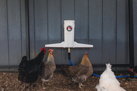 The Chicken Fountain™ Gen 2