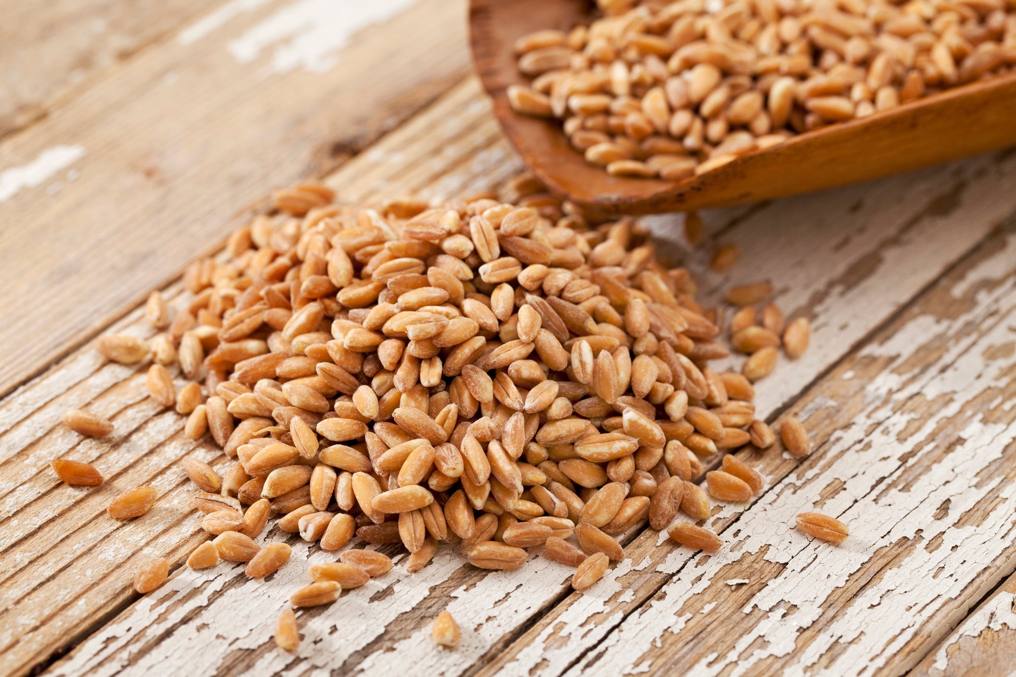 Wheat Seeds for Sprouting Wheatgrass - Chicken Feed - Crazy K Farm - Missouri Grown - Encourage Positive Behaviors