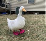 A pair of ducks wearing Birdy Booties in the yard.
