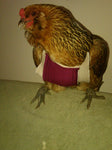 A Birdy Bra Crop Supporter with a bandage on its leg.