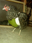 A Birdy Bra Crop Supporter / Chest Protector wearing a green bandana.