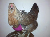 A chicken with a Birdy Bra Crop Supporter on its neck.