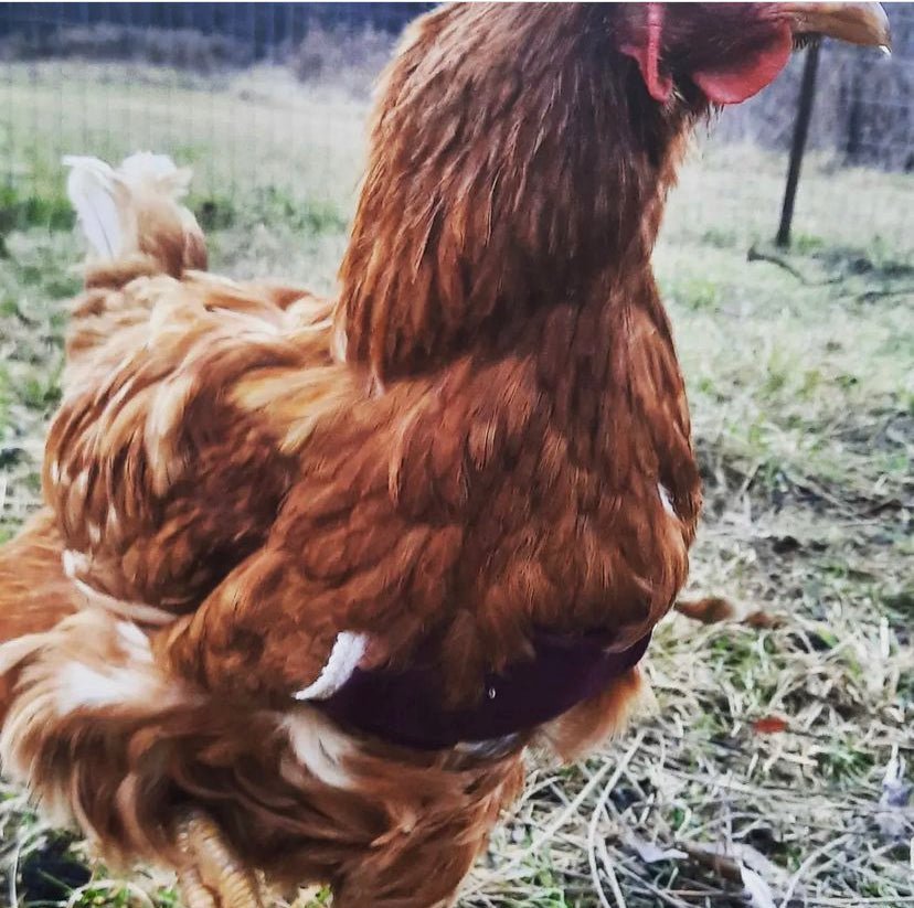 Birdy Bra crop bra (chicken crop bra/crop bra for chickens)