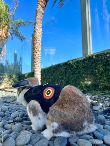 A Bunny Holster Rabbit Harness (Made in USA) wearing a comfortable vest on a rock in front of a palm tree.