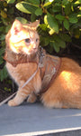 A cat wearing a Custom Boutique Kitty Holster Cat Harness (Made in USA).