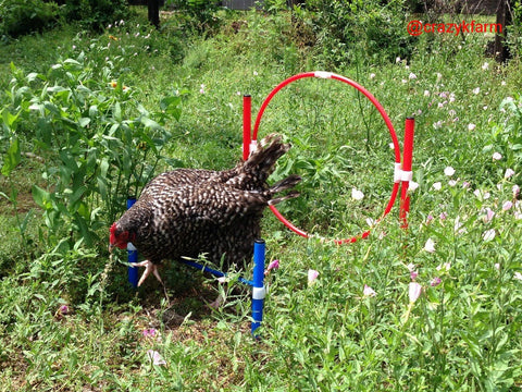 A Chicken Gyms in a field with an interactive red and blue hoop.