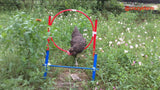 A Chicken Gyms is walking around a durable hoop in the grass.