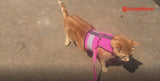 A cat wearing a pink vest and Clearance Holster Leash walking on a sidewalk.