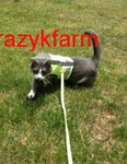 A cat wearing a Clearance Holster Leash (Made in USA) showcasing its pet's style on a leash.