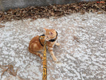 A cat on a Clearance Holster Leash showcasing its pet's style.