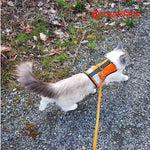 A cat showcasing its pet's style while walking on a Clearance Holster Leash (Made in USA) in an orange vest.