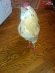 A rooster standing on a wooden floor, wrapped in Vet Wrap.