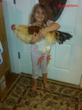 A girl holding a rooster with Vet Wrap.