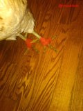 A chicken standing on a wooden floor, wrapped in Cohesive Bandages (Vet Wrap).