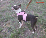 A Boston terrier, a small breed, wearing a Custom Handmade Doggy Holster Dog Harness (Made in USA).