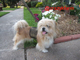 A small brown and white dog wearing a Custom Handmade Doggy Holster Dog Harness (Made in USA) stands on a sidewalk.