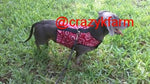 A small dog wearing a Custom Handmade Doggy Holster Dog Harness in the grass.