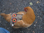 A chicken wearing a Custom Handmade Hen Saver Hen Apron/Saddle (Made in USA) for protection.