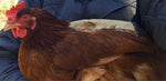 A chicken owner is holding a brown rooster in their arms with protection provided by a Custom Handmade Hen Saver Hen Apron/Saddle (Made in USA).