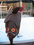 A chicken wearing a Custom Handmade Hen Saver Hen Apron/Saddle (Made in USA) costume on a table for protection.